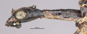 Media type: image;   Entomology 11281 Aspect: head lateral view